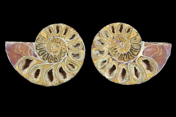 Cut & Polished, Agatized Ammonite Fossil - Jurassic #93533